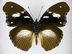 Hypolimnas bartelotti