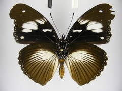 Hypolimnas bartelotti