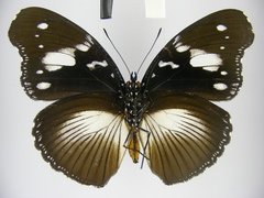 Hypolimnas bartelotti