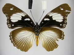 Hypolimnas bartelotti