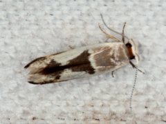 Stathmopoda megathyma