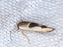 Stathmopoda megathyma