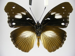 Hypolimnas bartelotti