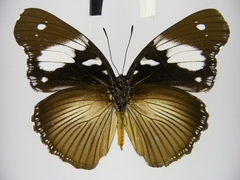 Hypolimnas bartelotti