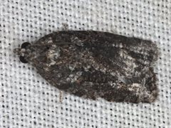 Thrincophora signigerana