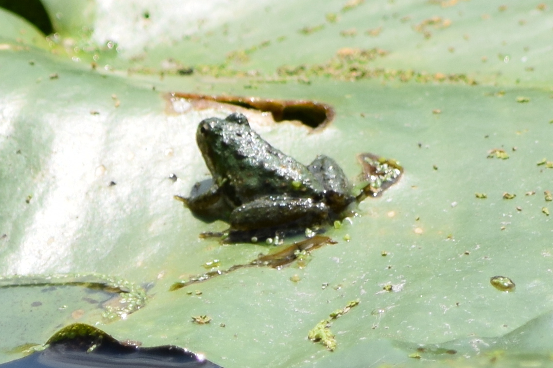 eastern cricket frog, northern cricket frog, rana-grillo norteño