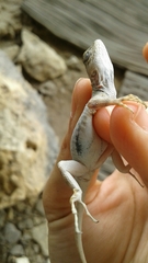 Sceloporus merriami