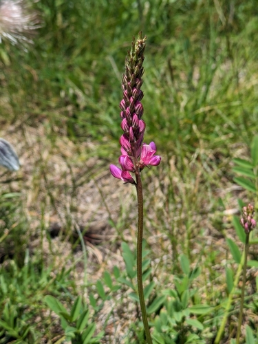 Image of Onobrychis montana by (c) Denys Vynokurov, some rights reserved (CC BY)