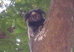 Callithrix jacchus × penicillata