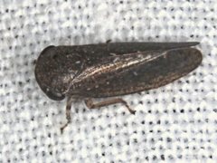 Putoniessa