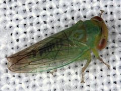 Rosopaella leurensis