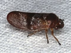 Eoscarta deprivata