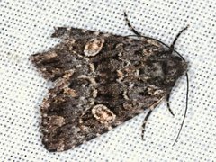 Condica macrosema