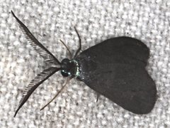 Pollanisus lithopastus