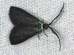 Pollanisus lithopastus