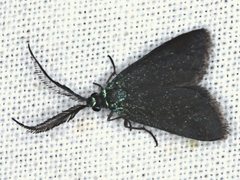 Pollanisus lithopastus