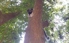 Callithrix jacchus × penicillata