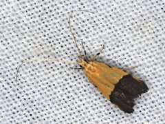 Crocanthes micradelpha