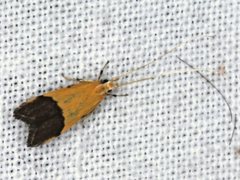 Crocanthes micradelpha