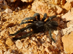 Harpactira atra