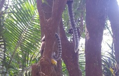 Callithrix jacchus × penicillata