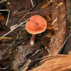 Lactarius eucalypti