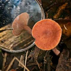 Lactarius eucalypti