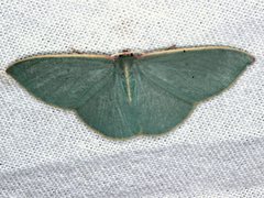 Chlorocoma assimilis