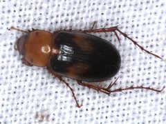 Phyllotocus bimaculatus