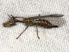 Spaminta minjerribae