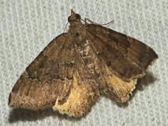 Chrysolarentia heteroleuca