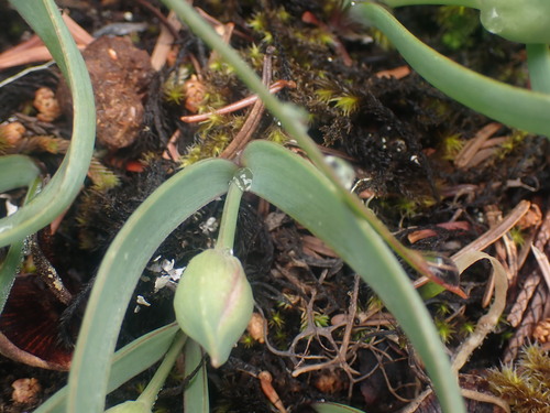 Image of Allium crenulatum by no rights reserved