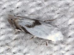 Opostegoides gephyraea