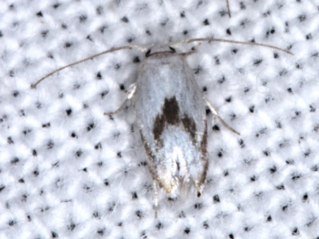 Opostegoides gephyraea