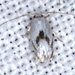 Opostegoides gephyraea - Photo (c) Ken Harris EntSocVic, algunos derechos reservados (CC BY-NC), subido por Ken Harris EntSocVic