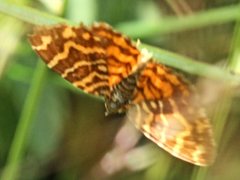 Chrysolarentia chrysocyma
