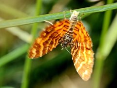 Chrysolarentia chrysocyma