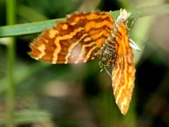 Chrysolarentia chrysocyma