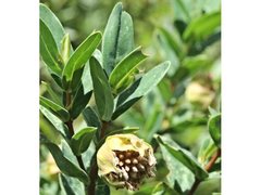 Pimelea ligustrina