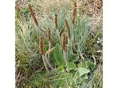 Plantago euryphylla