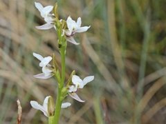Prasophyllum suttonii