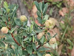 Pimelea ligustrina