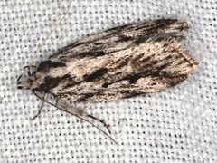 Barea sphaeridias