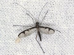 Macrocera