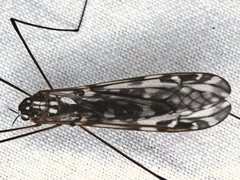 Ischnotoma eburnea
