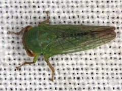 Rosopaella leurensis