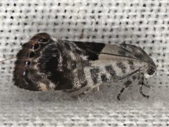 Eupselia carpocapsella