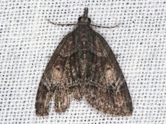 Microdes diplodonta