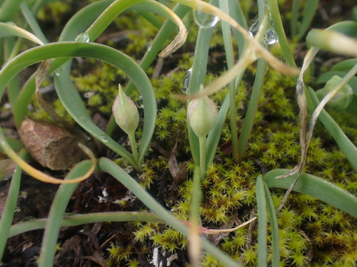 Image of Allium crenulatum by no rights reserved