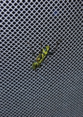 Chlorophorus annularis